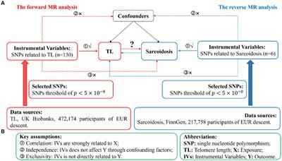 Casual effects of telomere length on sarcoidosis: a bidirectional Mendelian randomization analysis